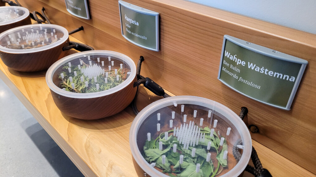 3 bowls with plastic covers, labels, and plant leaves inside